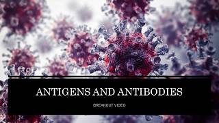 B cells and antibodies [upl. by Ermanno]