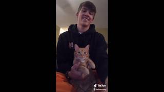 Kurt compilation TikTok dancing cat [upl. by Ecnedac291]