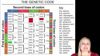 Transcription and Translation Practice Problems [upl. by Htinnek]