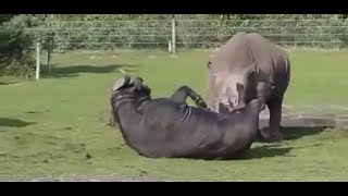 Rhino vs Buffalo Rare Fight [upl. by Ewold743]