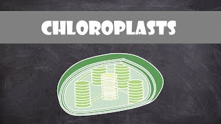 Chloroplast Structure and Function  Botany  Cell Biology [upl. by Damien]