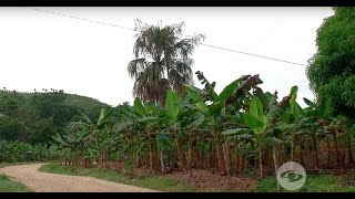 Consejos para prevenir y controlar la sigatoka en cultivos de plátano  La Finca de Hoy [upl. by Goines]