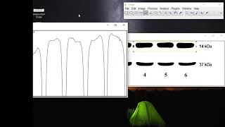 Image J  Western Blot Analysis by Şeyda Nur GİRGİN [upl. by Acirne]