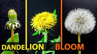 Dandelion Full Blooming Time Lapse Bud  Flower  Seed Head [upl. by Yecies363]