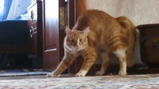 Adrenaline Cats  Funny Cat Video Compilation 2020 [upl. by Yerok232]