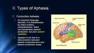 Cognition Lecture 7 4 Brain and Language [upl. by Ainolopa599]