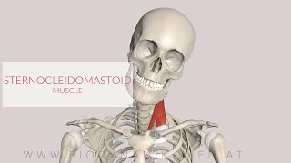 Sternocleidomastoid Muscle 3D Animation [upl. by Clintock]