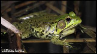 Collection of Green Frog Calls [upl. by Pascale555]