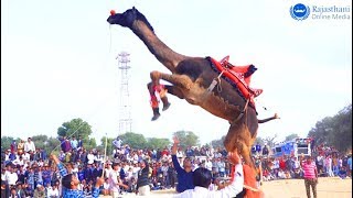 New Dj Song 2019  Rajasthani Video Song  New Marwadi Dance 2019 [upl. by Airahcaz193]