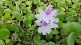 how to reproduce water hyacinth [upl. by Llennehc]