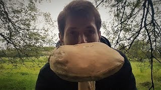 Wild Mushroom Foraging In Ireland [upl. by Ohcirej]