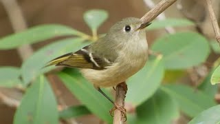 Ruby crowned Kinglet Song [upl. by Esma]