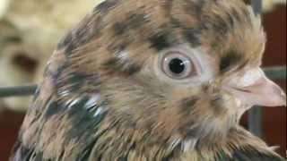 Almond Portuguese Tumbler Pigeons Flying  Performing Breed [upl. by Enirehtahc]