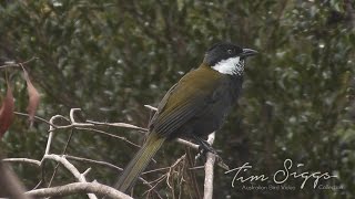 Eastern Whipbird call Psophodes olivaceus HD Video clip 12 Tim Siggs ABVC [upl. by Garret]