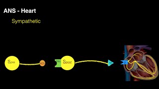 Autonomic innervation of the heart [upl. by Anaoy]