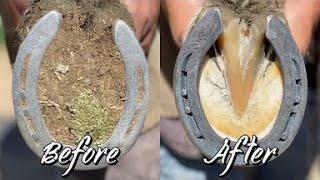 Farrier ASMR  Hoof Restoration  Satisfying [upl. by Davina299]