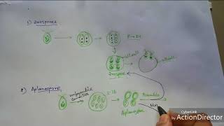 Algae Reproduction of Chlamydomonas sp [upl. by Airamalegna361]