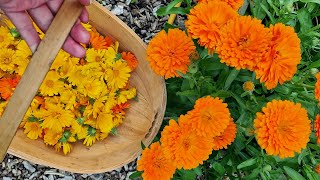 Growing and harvesting Calendula Flowers [upl. by Aeriell]