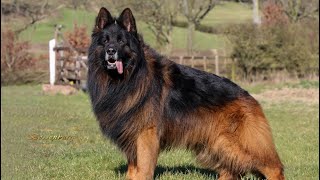 The king my long hair german shepherd dog “Boss”❤️🐾😘🧿 [upl. by Calvert554]