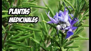 9 Plantas Medicinales Que Debes Conocer  VideoBlog  La Huerta de Ivan [upl. by Ieluuk341]