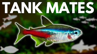 7 BEST Neon Tetra Tank Mates You Need to Try [upl. by Esirrehc]