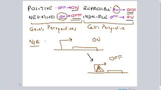 PositiveNegative RepressibleInducible Gene Regulation [upl. by Attener522]