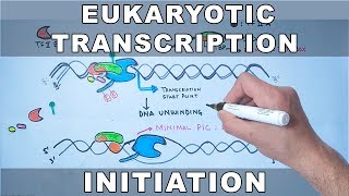 Transcription Initiation in Eukaryotes [upl. by Neersan]