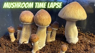 Mushroom Time Lapse [upl. by Frodi]