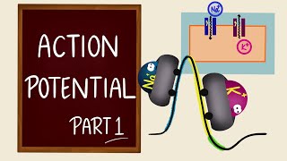 Action Potential  Part 1  Ionic Basics  Nerve Muscle Physiology [upl. by Faxen944]