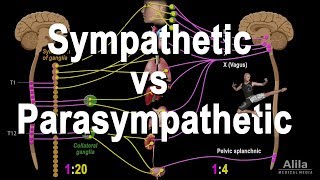 Autonomic Nervous System Sympathetic vs Parasympathetic Animation [upl. by Rowland258]