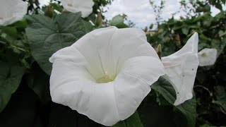 Bindweed Calystegia sepium [upl. by Tennies]