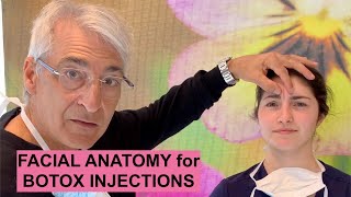 Facial ANATOMY for BOTOX Injections [upl. by Hirsh900]