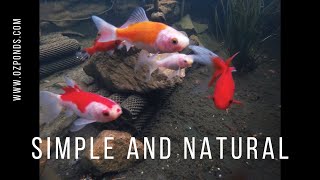 How to keep a pond crystal clear [upl. by Theta325]