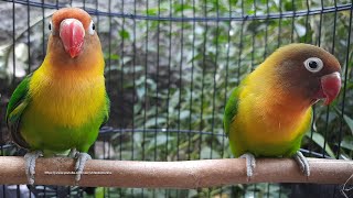 Lovebird Singing amp Chirping Sounds  Green Fischer Pair [upl. by Anar]