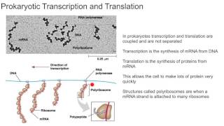 Prokaryotic Transcription and Translation [upl. by Wiskind]