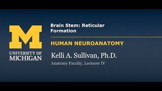 Nervous System Reticular Formation [upl. by Ophelia]