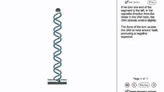 DNA Supercoiling Animation [upl. by Zashin789]