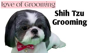 Grooming a Shih Tzu  Basic Clip [upl. by Lundell]