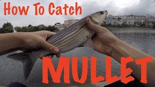 How To Catch Mullet  Fishing Guide [upl. by Apeed]