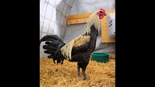 Belgium Giant Liege fighter chicken 28 inches tall 10 months of age [upl. by Osnola]