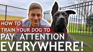 How to Train a Dog That Won’t Pay Attention to You Train a distracted dog [upl. by Carlen]