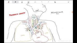 Anterior Mediastinal Mass in a 16YearOld [upl. by Rimahs]