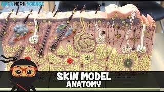 Integumentary System  Skin Model Anatomy [upl. by Zavras217]