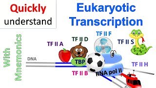 Eukaryotic Transcription [upl. by Aicile]