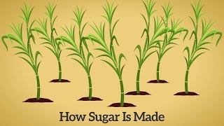 How Cane Sugar Is Made [upl. by Xenos]