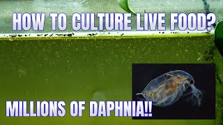 How to Culture Daphnia Secret Method to Breed MILLIONS  Simply Aquatic [upl. by Ayana331]