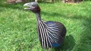 Vulturine Guineafowl sings [upl. by Polash]