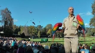 Einzigartige Flugshow Weltvogelpark  Walsrode [upl. by Yreved]