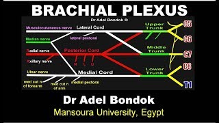 Brachial Plexus Dr Adel Bondok [upl. by Story]