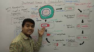 Bacterial Spore  Endospore Formation  Sporulation  Bacterial Spore Germination amp Formation  MCQ [upl. by Nnahtur]